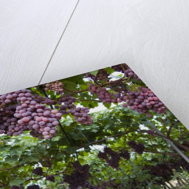 Red table grapes on vine in Basilicata by Anonymous