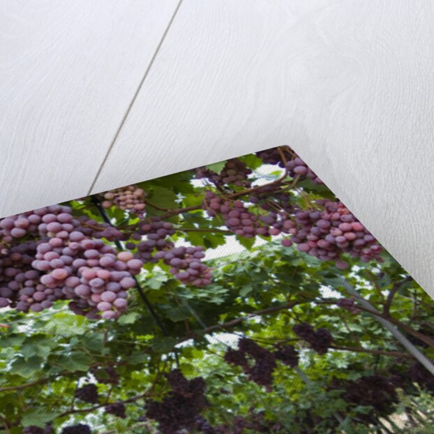 Red table grapes on vine in Basilicata by Corbis