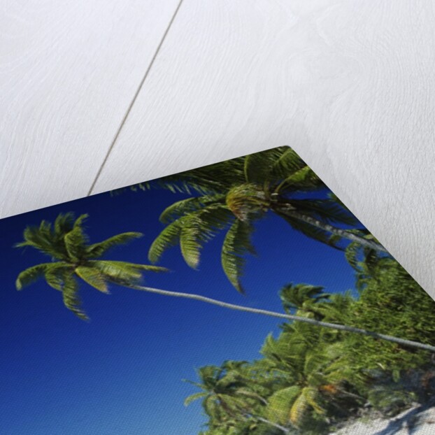 Tetiaroa, Tahiti by Anonymous