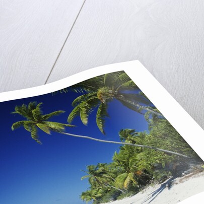 Tetiaroa, Tahiti by Anonymous