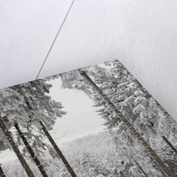 Evergreen forest in winter by Anonymous