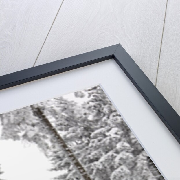 Evergreen forest in winter by Anonymous