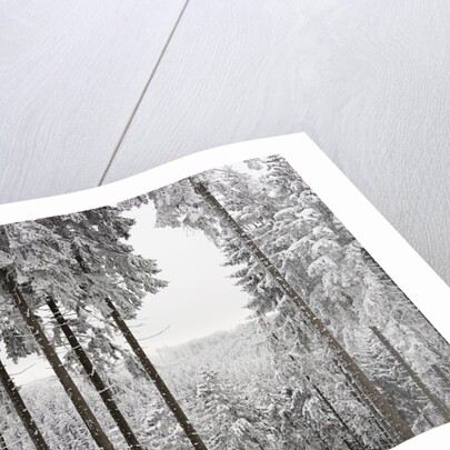 Evergreen forest in winter by Anonymous