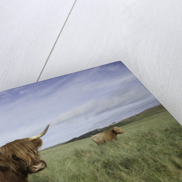 Shaggy haired highland cows by Anonymous