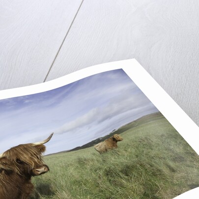 Shaggy haired highland cows by Anonymous
