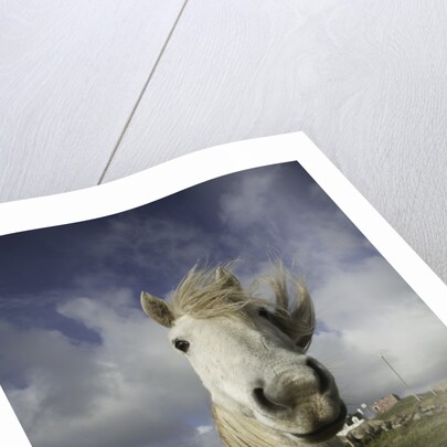 Wild Eriskay ponies grazing in village by Anonymous