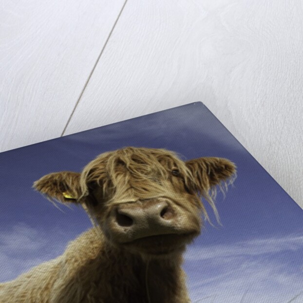 Shaggy haired highland cow by Anonymous