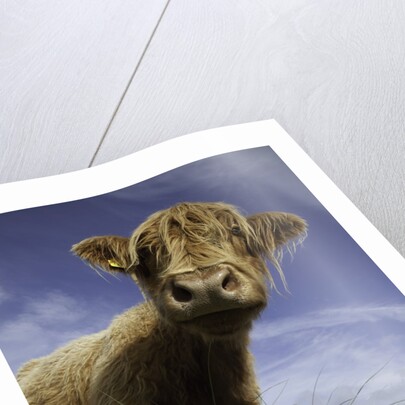 Shaggy haired highland cow by Anonymous