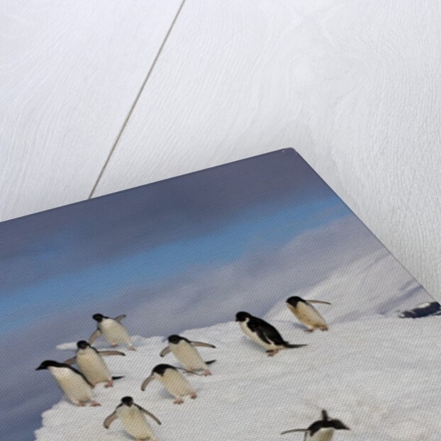 Adelie Penguins on ice pack just off of Paulet Island by Anonymous