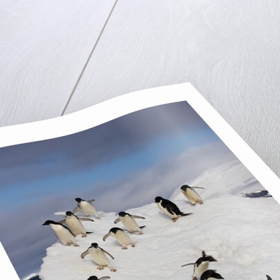 Adelie Penguins on ice pack just off of Paulet Island by Anonymous