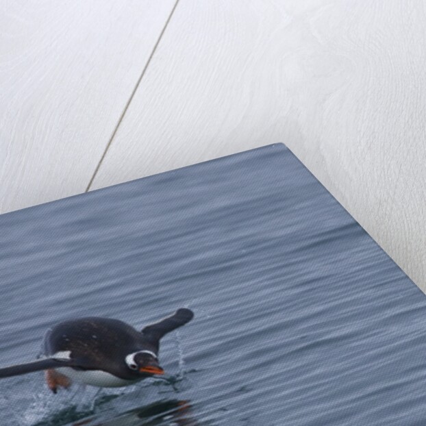 Gentoo penguin jumping out of the water off of Neko Harbor by Anonymous