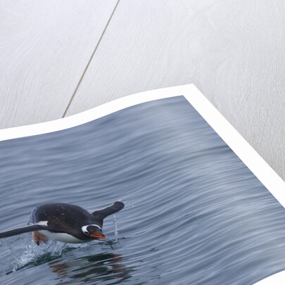 Gentoo penguin jumping out of the water off of Neko Harbor by Anonymous