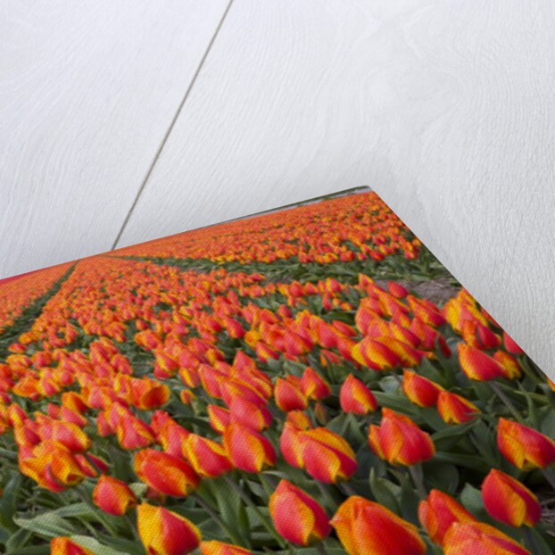 Field of variegated tulips near Keukenhof Gardens in the Netherlands by Anonymous
