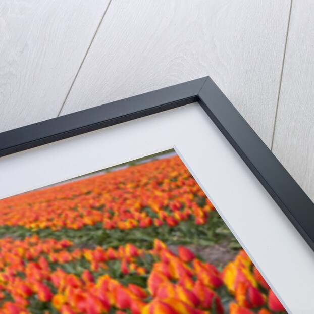 Field of variegated tulips near Keukenhof Gardens in the Netherlands by Anonymous
