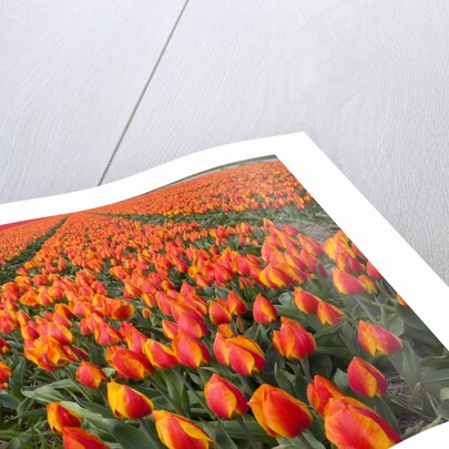 Field of variegated tulips near Keukenhof Gardens in the Netherlands by Anonymous