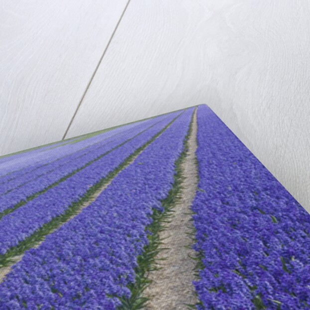 Field of blue hyacinths in bloom in the Netherlands by Anonymous