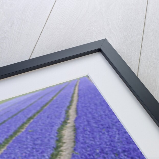 Field of blue hyacinths in bloom in the Netherlands by Anonymous