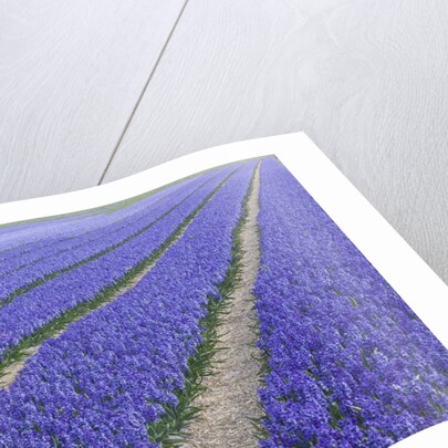 Field of blue hyacinths in bloom in the Netherlands by Anonymous