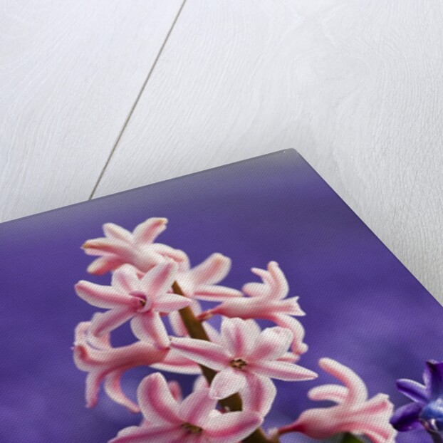 Pink hyacinth in field of blue hyacinths by Anonymous