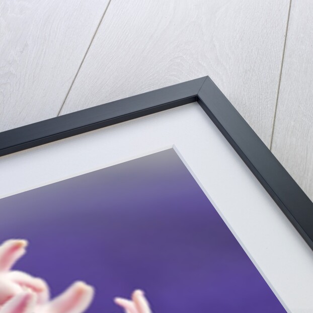 Pink hyacinth in field of blue hyacinths by Anonymous