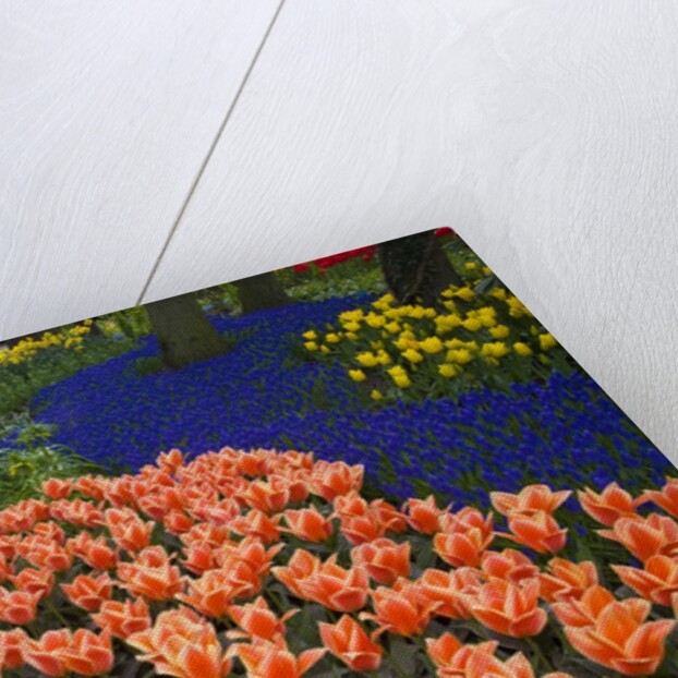 Mass plantings of tulips in Keukenhof Gardens by Anonymous