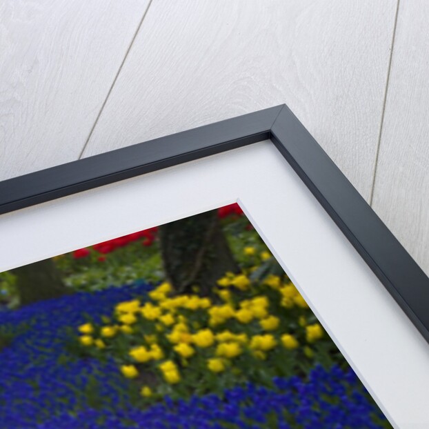 Mass plantings of tulips in Keukenhof Gardens by Anonymous