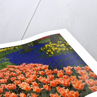 Mass plantings of tulips in Keukenhof Gardens by Anonymous