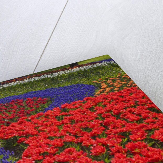 Tulips and hyacinth in Keukenhof Gardens by Anonymous