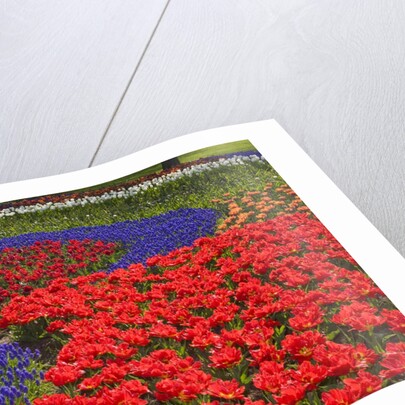 Tulips and hyacinth in Keukenhof Gardens by Anonymous