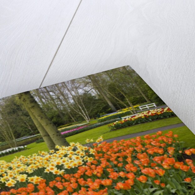 Tulips in Keukenhof Gardens by Anonymous
