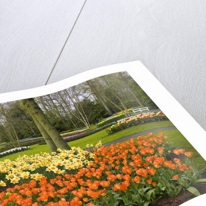 Tulips in Keukenhof Gardens by Anonymous