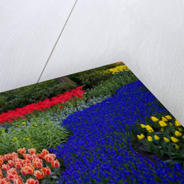 Tulips and grape hyacinth in Keukenhof Gardens by Anonymous