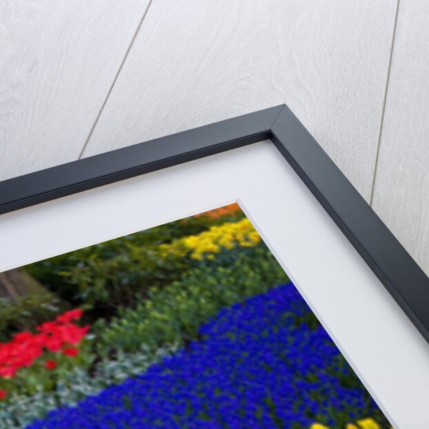 Tulips and grape hyacinth in Keukenhof Gardens by Anonymous