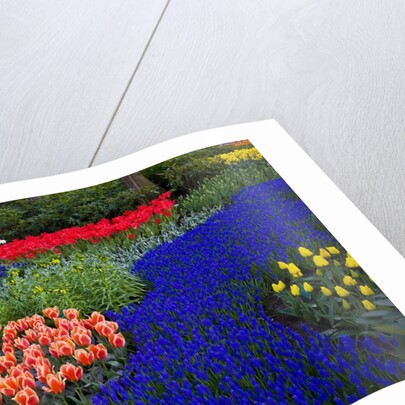 Tulips and grape hyacinth in Keukenhof Gardens by Anonymous