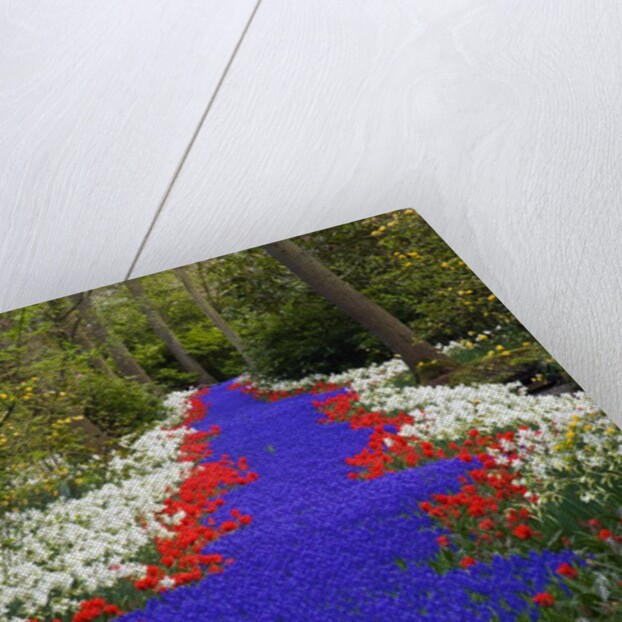 River of blue grape hyacinths bordered by red tulips in Keukenhof Gardens by Anonymous