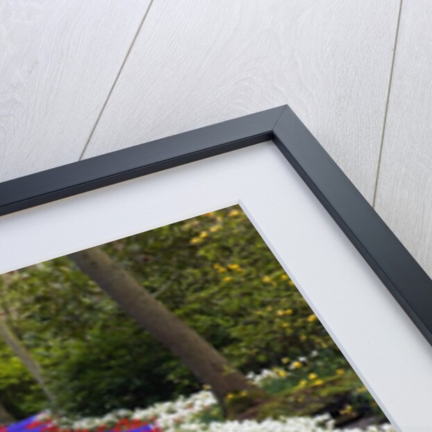 River of blue grape hyacinths bordered by red tulips in Keukenhof Gardens by Anonymous