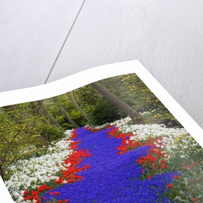 River of blue grape hyacinths bordered by red tulips in Keukenhof Gardens by Anonymous