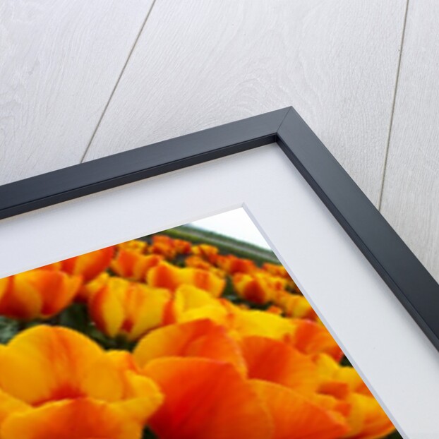 Orange tulip fields in North Holland in the Netherlands by Anonymous