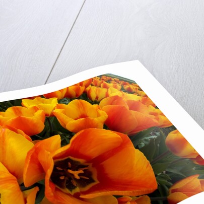 Orange tulip fields in North Holland in the Netherlands by Anonymous
