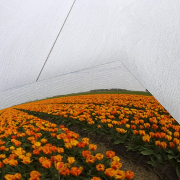 Orange tulip fields in North Holland in the Netherlands by Anonymous