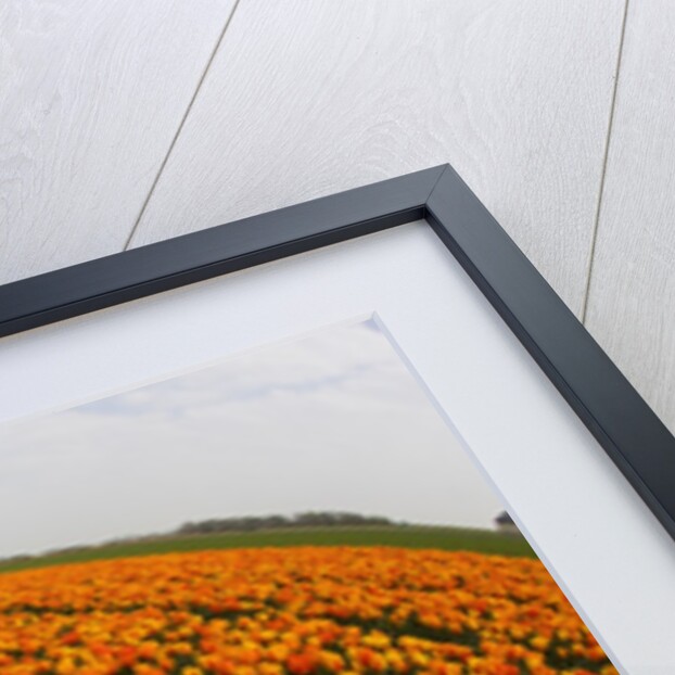 Orange tulip fields in North Holland in the Netherlands by Anonymous