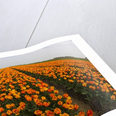 Orange tulip fields in North Holland in the Netherlands by Anonymous