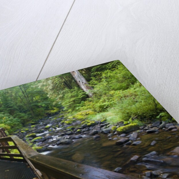 Wet trail along Sweet Creek near Florence on the Oregon Coast by Anonymous