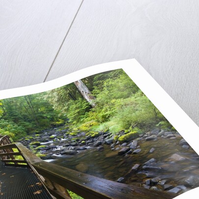 Wet trail along Sweet Creek near Florence on the Oregon Coast by Anonymous