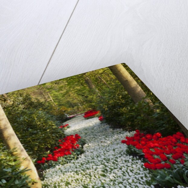 Strip of white grape hyacinths edged with red tulips in Keukenhof Gardens by Anonymous