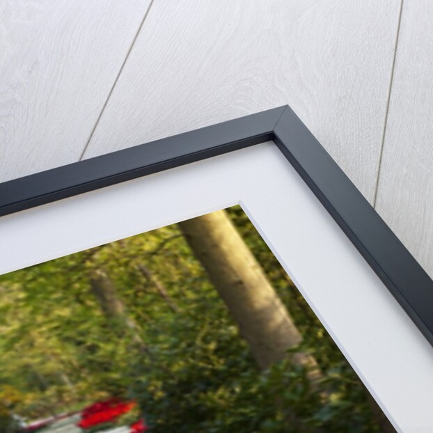 Strip of white grape hyacinths edged with red tulips in Keukenhof Gardens by Anonymous