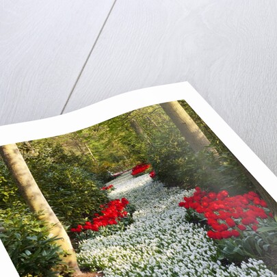 Strip of white grape hyacinths edged with red tulips in Keukenhof Gardens by Anonymous