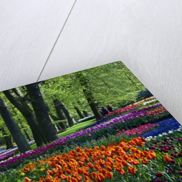 Tulips and hyacinth in Keukenhof Gardens by Anonymous