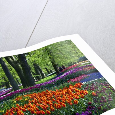 Tulips and hyacinth in Keukenhof Gardens by Anonymous