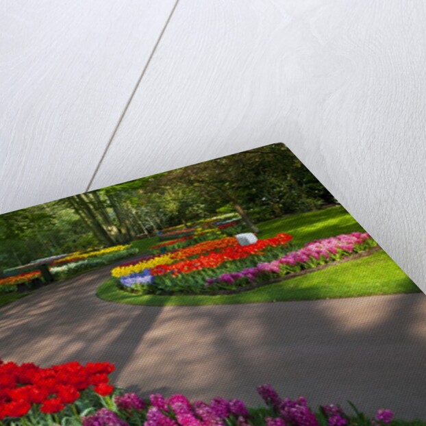 Walkway among tulips and hyacinth in Keukenhof Gardens by Anonymous